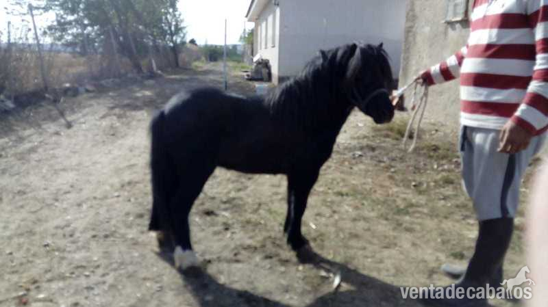 Ponis mandos y domados in 