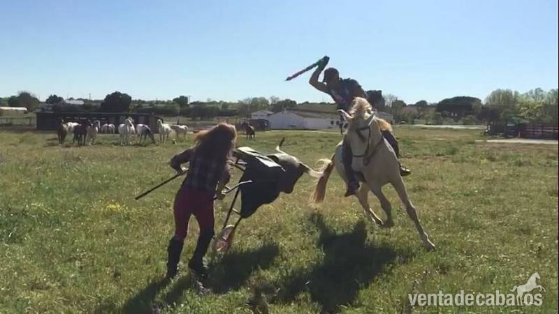 Caballos Enteros puros y cruzados - Yeguada Ortega, potros y caballos de calidad...clasica, vaquera, alta escuela y rejoneo!!!