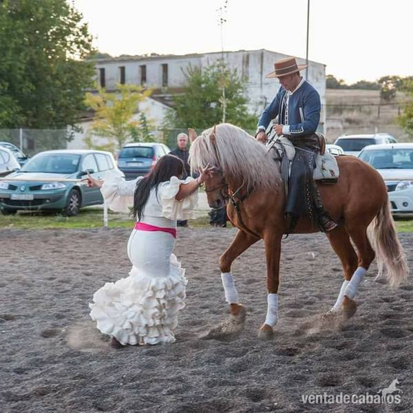 Yeguada Ortega, potros y caballos de calidad...clasica, vaquera, alta escuela y rejoneo!!! - Caballos Enteros puros y cruzados