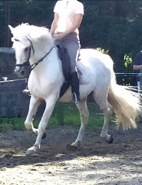 Venta Semental PRE in 