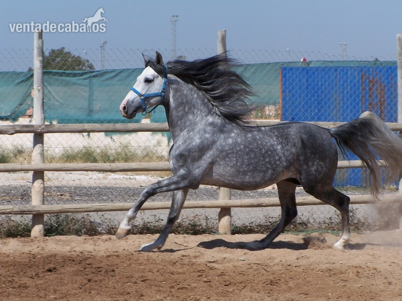 CABALLO P.R.E. EN ALICANTE: JARDINERO CI in 