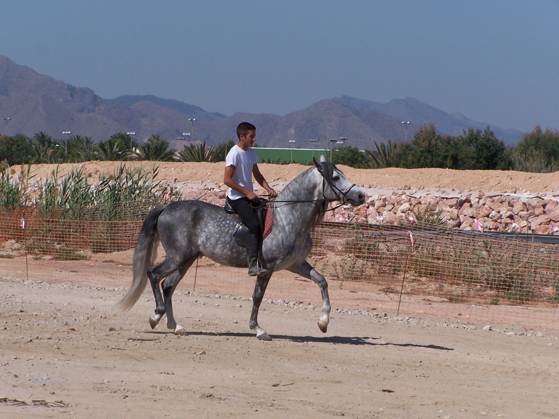 Caballos Pura Raza Española (P.R.E.) Pura Raza Española - CABALLO P.R.E. EN ALICANTE: JARDINERO CI