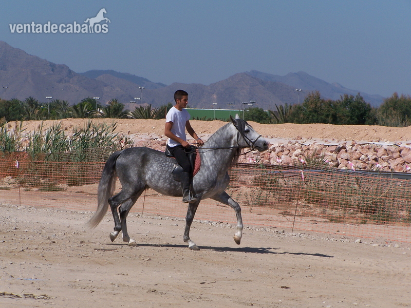 Caballos Pura Raza Española (P.R.E.) Pura Raza Española - CABALLO P.R.E. EN ALICANTE: JARDINERO CI