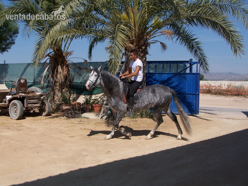 CABALLO P.R.E. EN ALICANTE: JARDINERO CI - Caballos Pura Raza Española (P.R.E.) Pura Raza Española