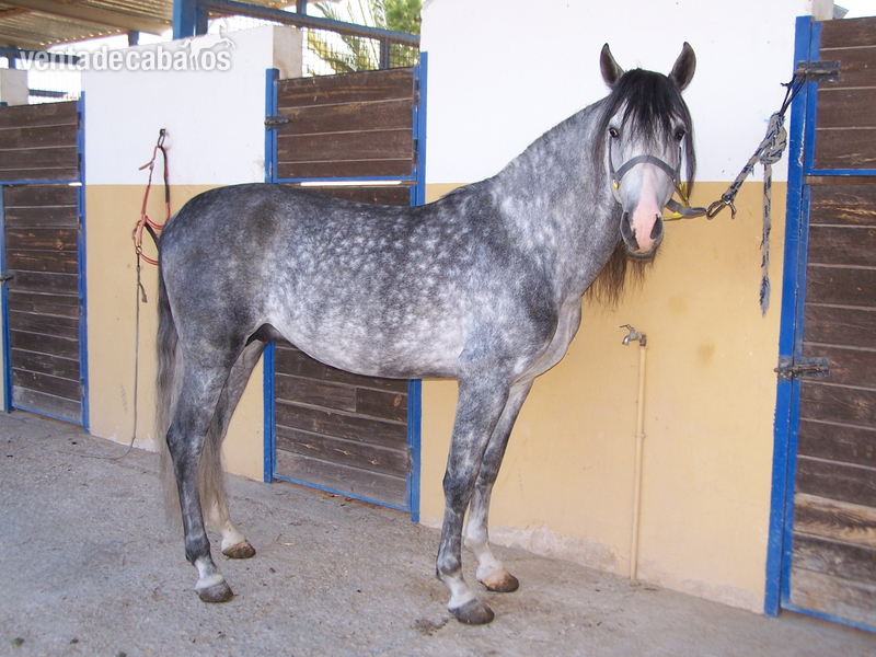 CABALLO P.R.E. EN ALICANTE: JARDINERO CI - Pura Raza Española
