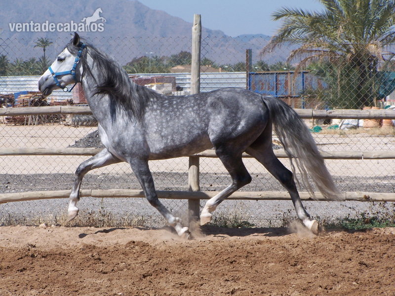 CABALLO P.R.E. EN ALICANTE: JARDINERO CI - Caballos Pura Raza Española (P.R.E.)