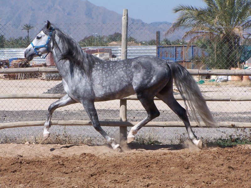 CABALLO P.R.E. EN ALICANTE: JARDINERO CI - Caballos Pura Raza Española (P.R.E.)