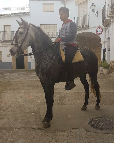 Pura Raza Española {TYPE}