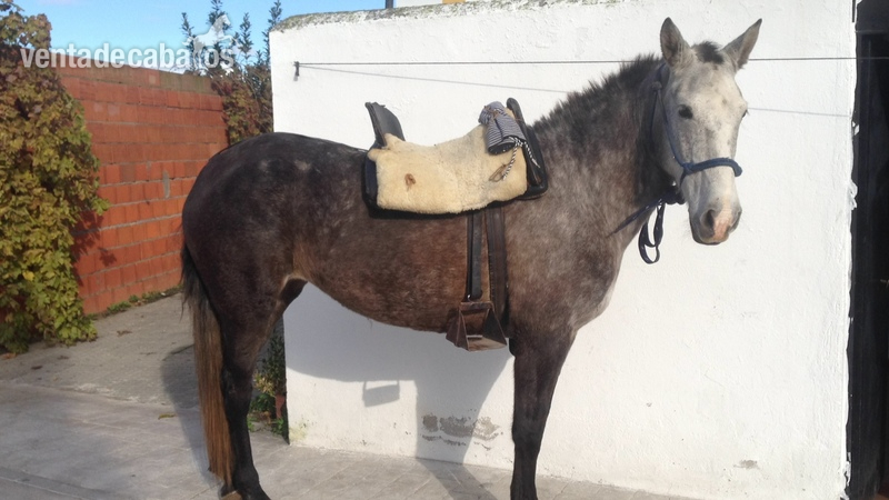 Caballos Pura Raza Española (P.R.E.) Pura Raza Española - Magnifica Yegua P.R.E