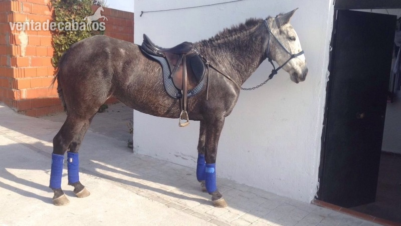 Magnifica Yegua P.R.E - Caballos Pura Raza Española (P.R.E.) Pura Raza Española