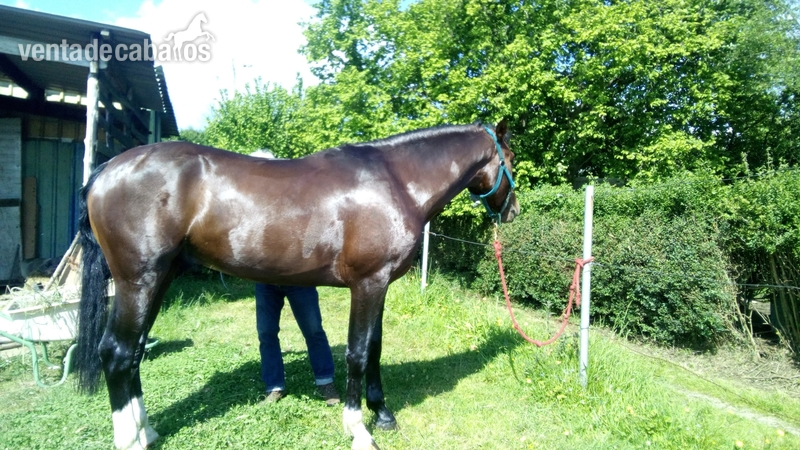 Caballo de Deporte Español (CDE)