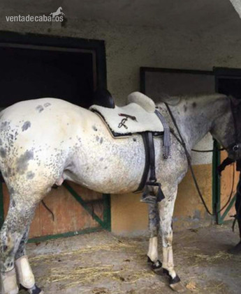 Silla mixta  in 