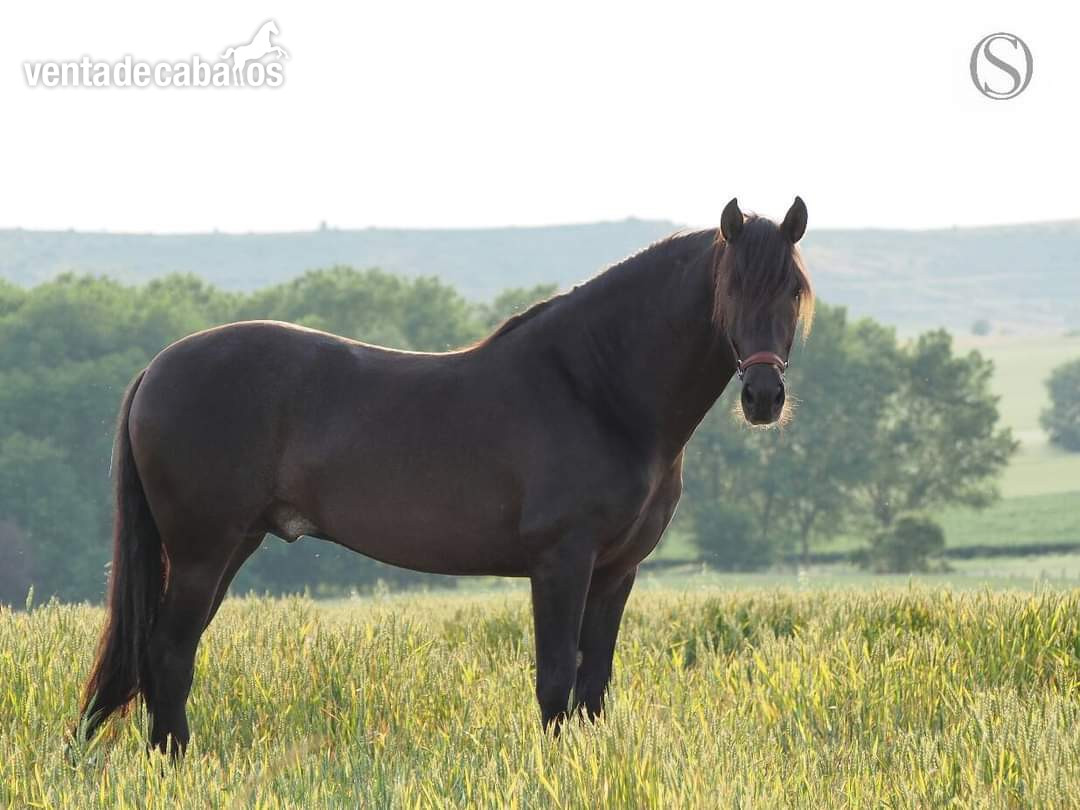 Se vende caballo PRE in 