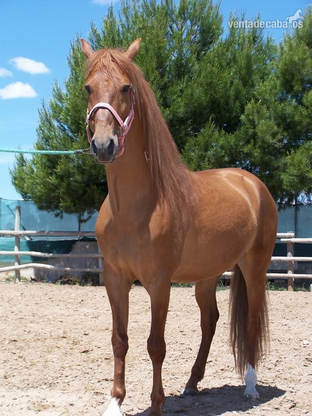 CABALLO P.R.E. EN ALICANTE:TERRI in 