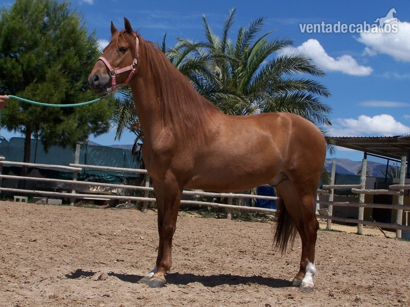 Caballos Pura Raza Española (P.R.E.) Pura Raza Española - CABALLO P.R.E. EN ALICANTE:TERRI