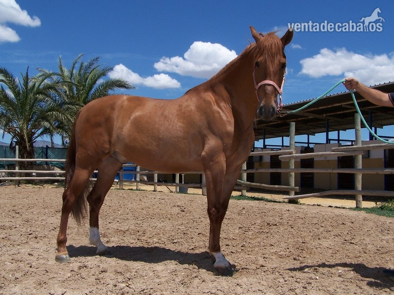 CABALLO P.R.E. EN ALICANTE:TERRI - Caballos Pura Raza Española (P.R.E.) Pura Raza Española