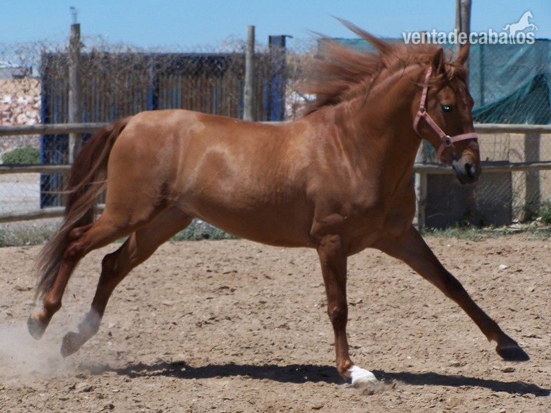 CABALLO P.R.E. EN ALICANTE:TERRI - Pura Raza Española