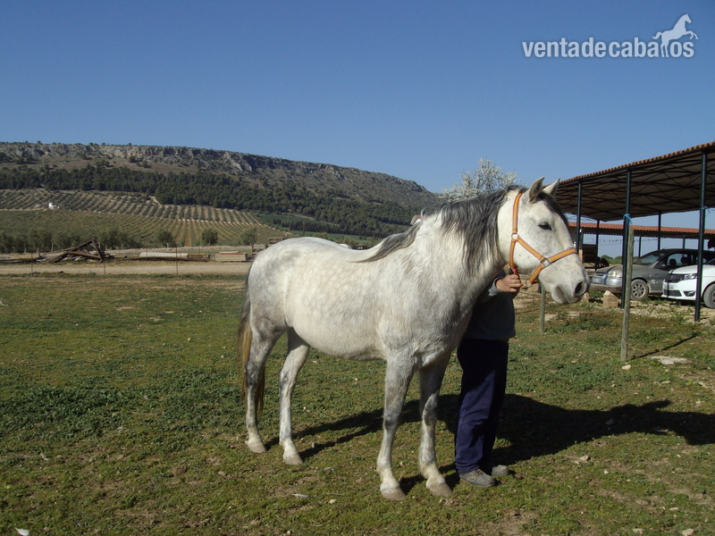 Vendo mi caballo in 