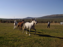 Vendo mi caballo
