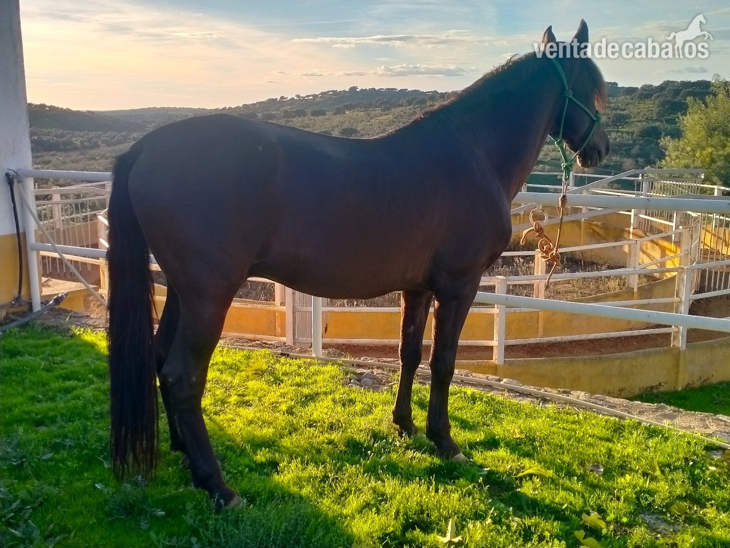  Se venden distintos caballos y edades.