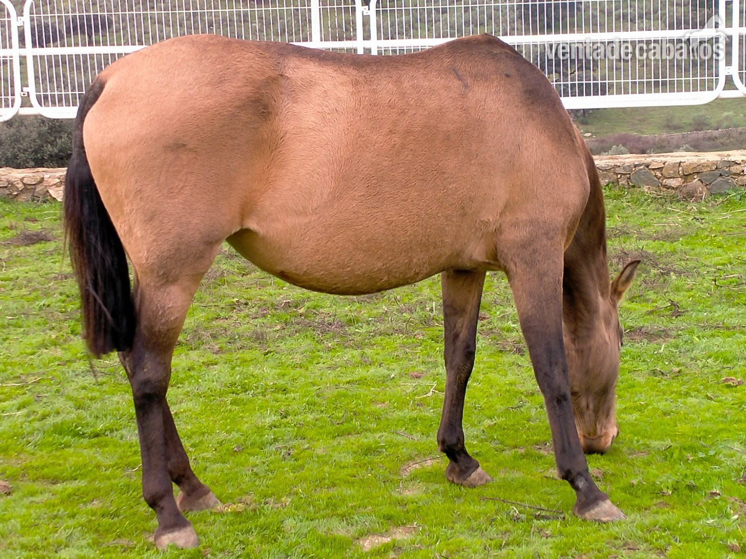 Se venden distintos caballos y edades. - Caballos Pura Raza Española (P.R.E.) in 