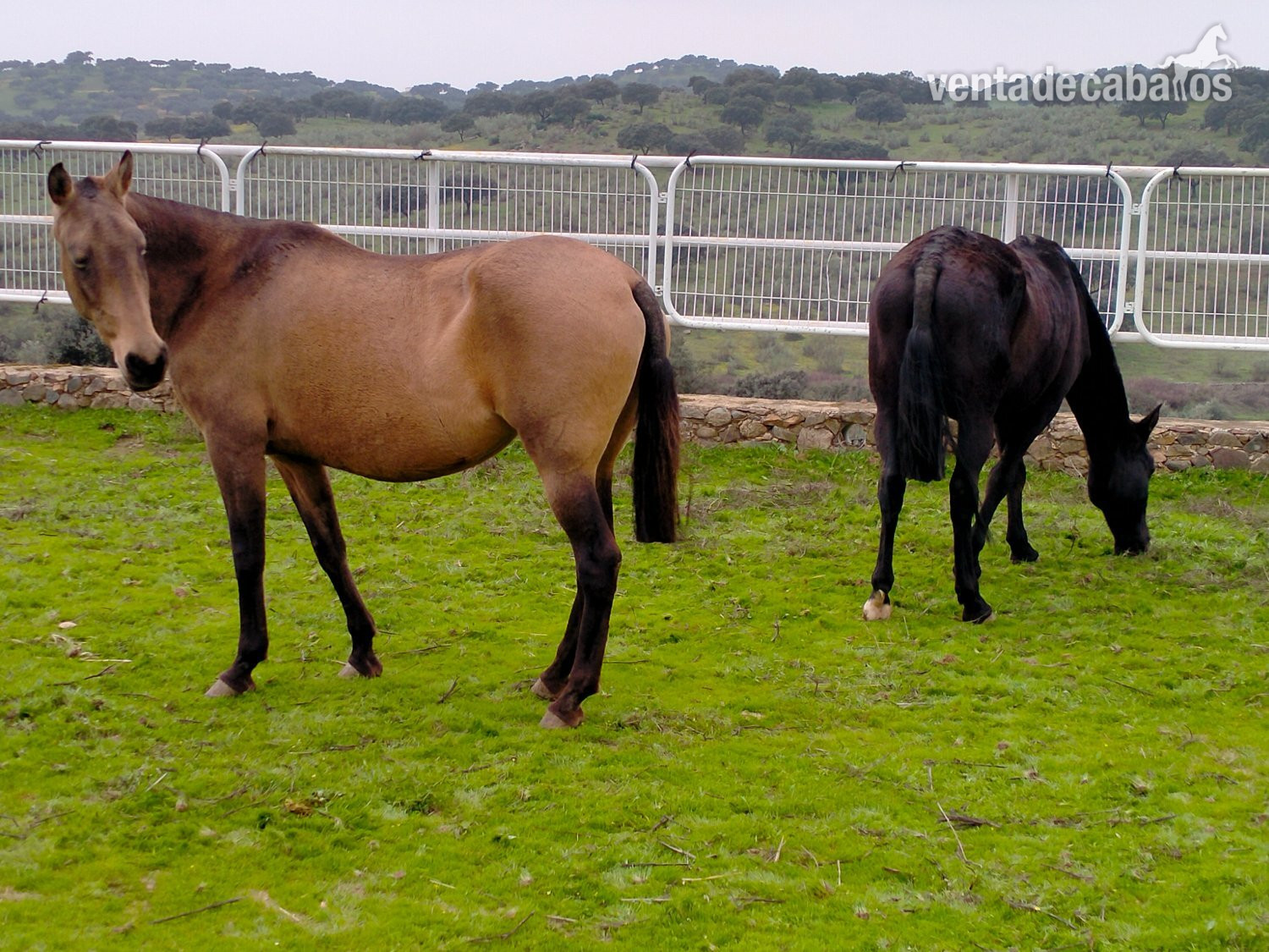 Se venden distintos caballos y edades. - Caballos Pura Raza Española (P.R.E.)