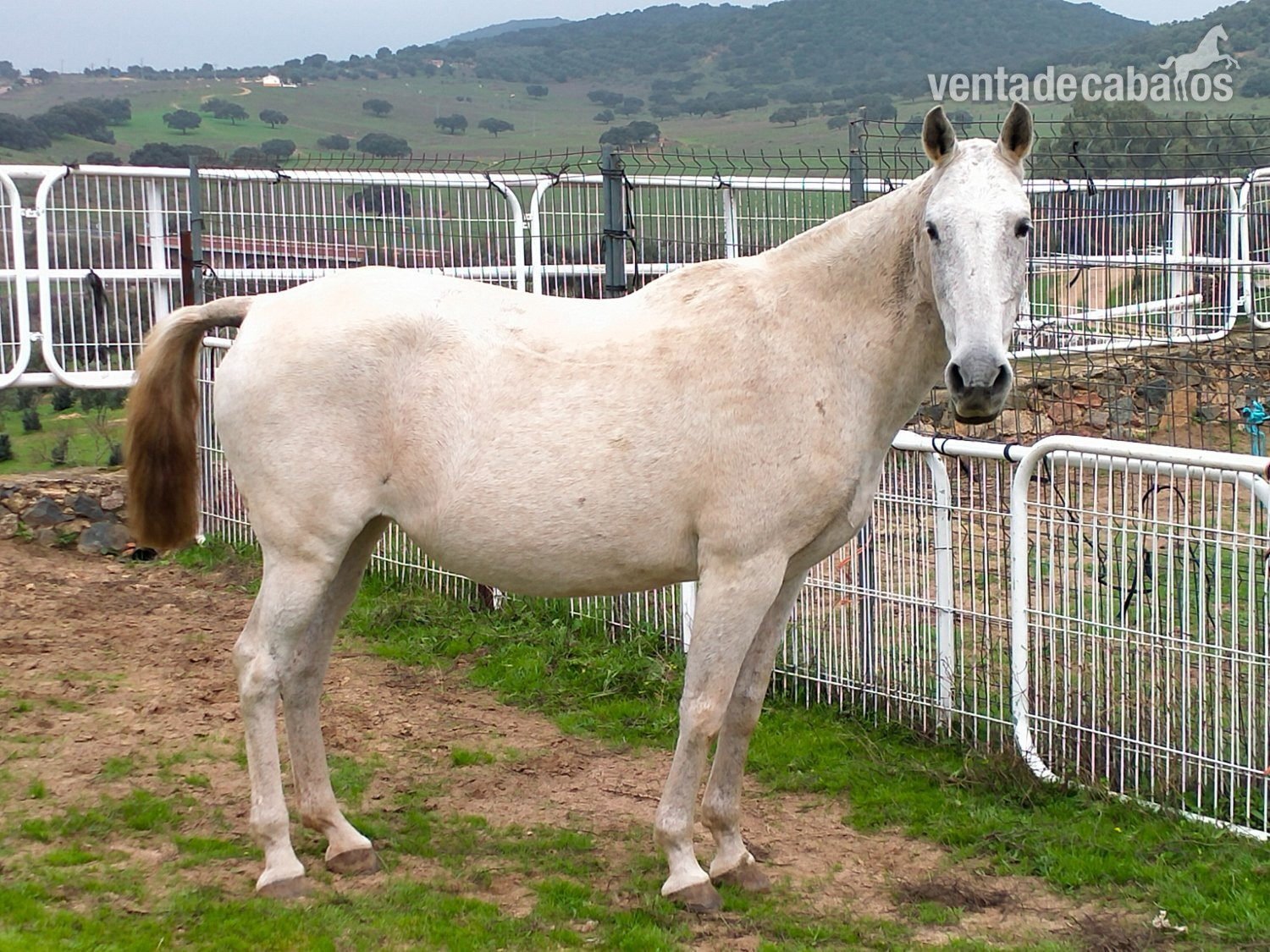 Caballos Pura Raza Española (P.R.E.) - Se venden distintos caballos y edades. in 