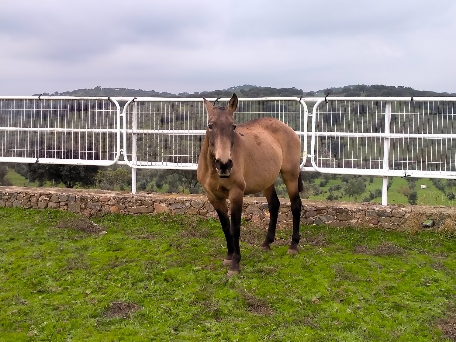Caballos Pura Raza Española (P.R.E.) - Se venden distintos caballos y edades.