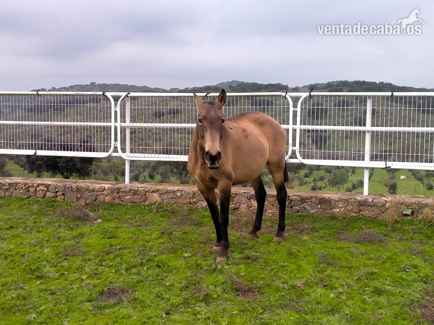 Caballos Pura Raza Española (P.R.E.) - Se venden distintos caballos y edades.