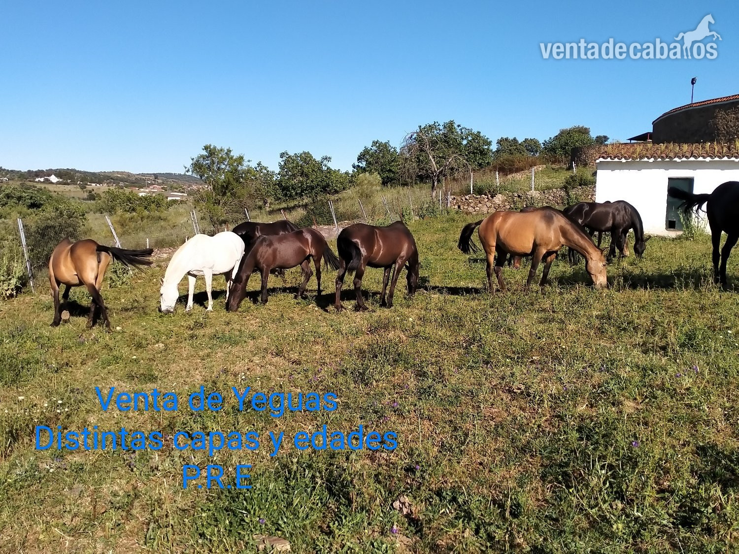 Se venden distintos caballos y edades. in 