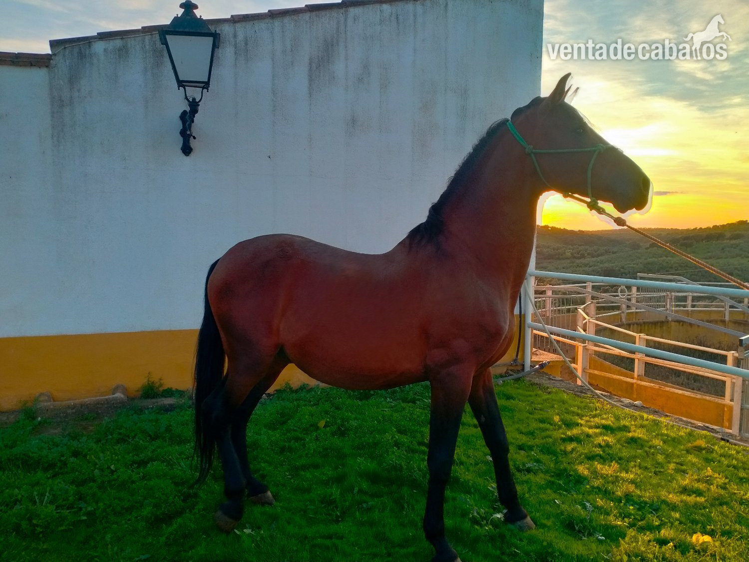 Caballos Pura Raza Española (P.R.E.) EMPTY - Se venden distintos caballos y edades.