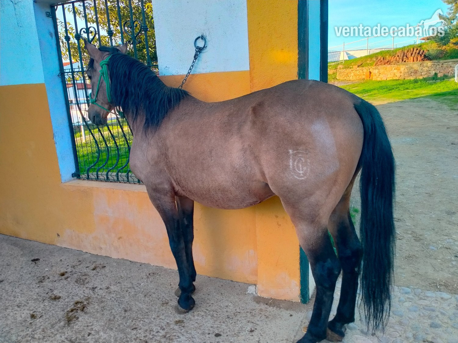 Se venden distintos caballos y edades. - EMPTY
