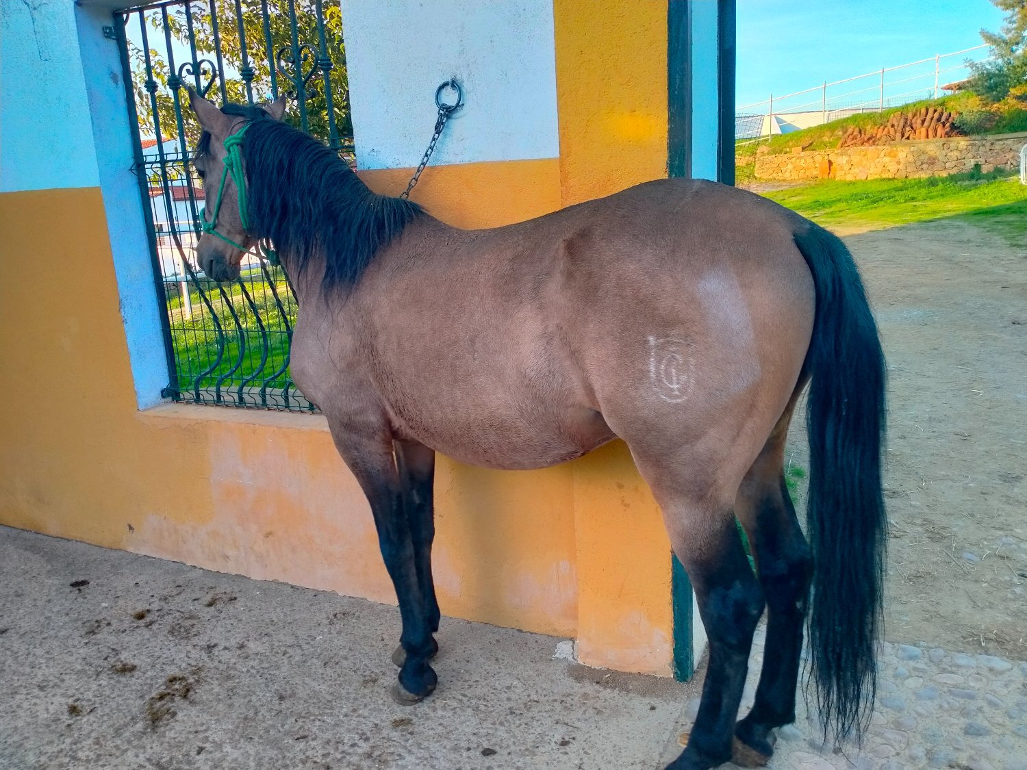 Se venden distintos caballos y edades. - EMPTY
