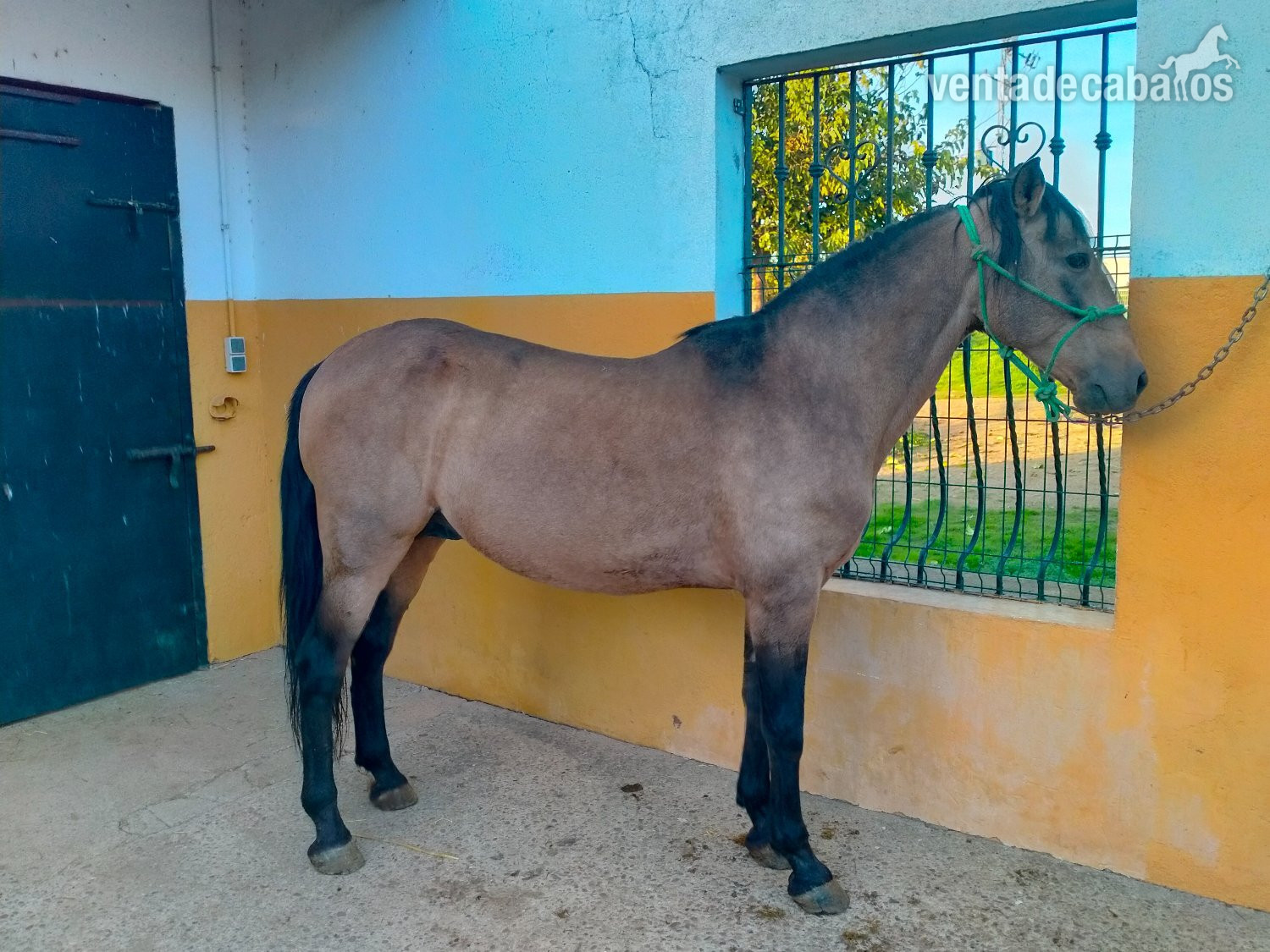 Se venden distintos caballos y edades. - Caballos Pura Raza Española (P.R.E.)