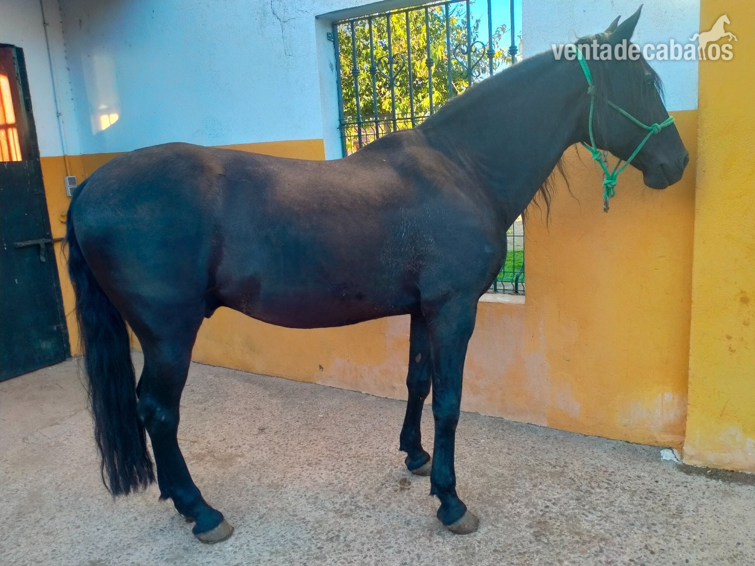 Se venden distintos caballos y edades.