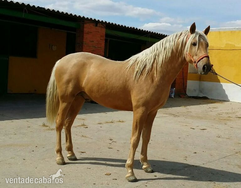POTRO PALOMINO P.R.E. in 