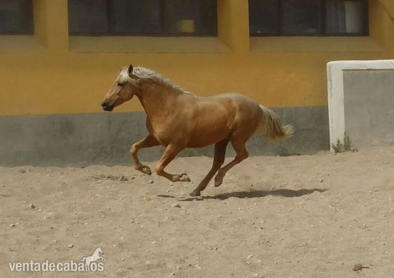 Pura Raza Española {TYPE}