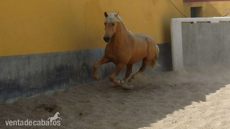 Caballos Pura Raza Española (P.R.E.) Pura Raza Española - POTRO PALOMINO P.R.E.