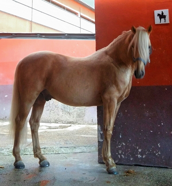 Luso árabe 