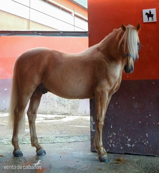 Luso árabe 