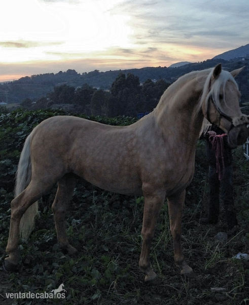 Caballos Capados Luso árabe  - Luso árabe de capa perla
