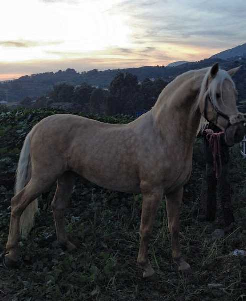Caballos Capados Luso árabe  - Luso árabe de capa perla