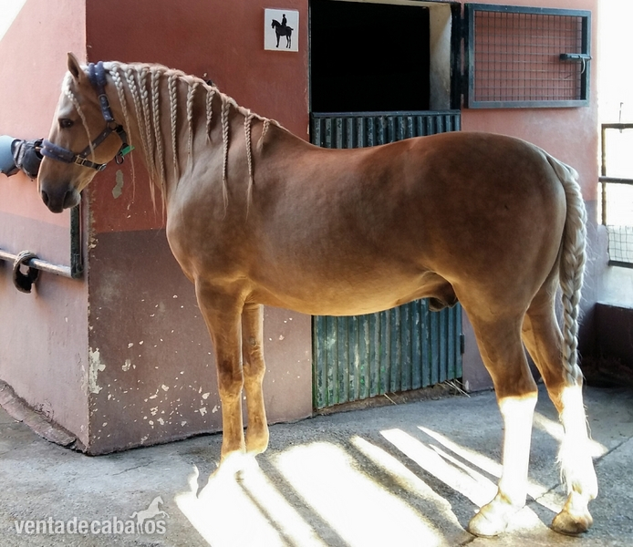 Luso árabe de capa perla - Caballos Capados Luso árabe 