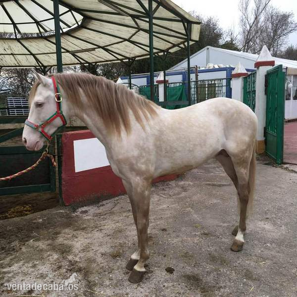 Yeguada Ortega, potros y caballos de calidad!!Albinos, Castaños,Negros, Alazanes,Tordos, Bayos, Perlas y Apaloosa in 