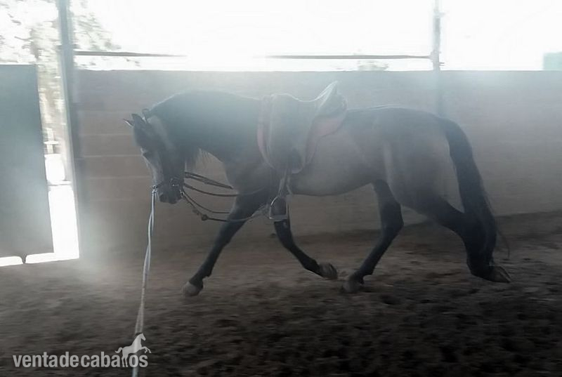 Lusitano {TYPE}