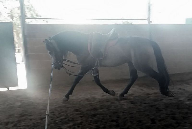Lusitano {TYPE}