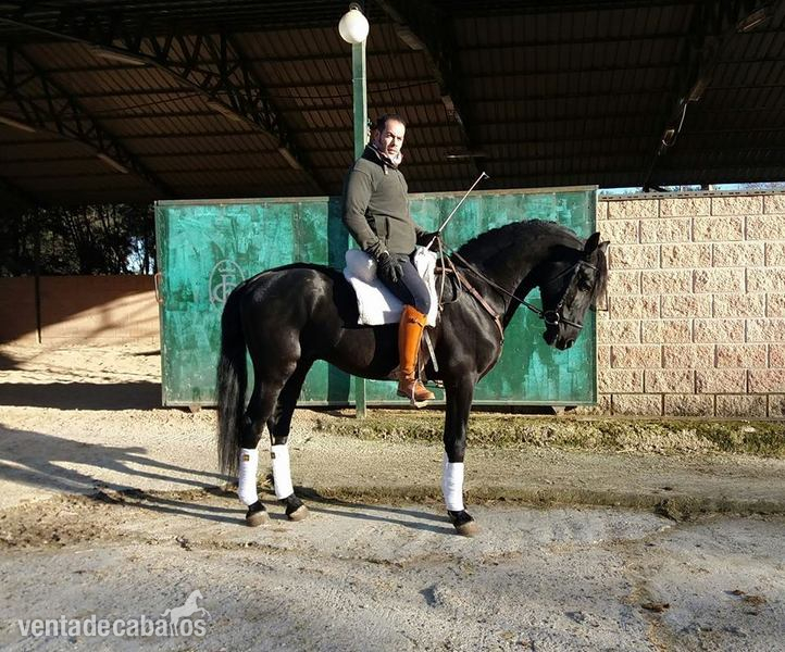 Potros Lusitano - Yeguada Ortega, potros y caballos de calidad!!Albinos, Castaños,Negros, Alazanes,Tordos, Bayos, Perlas y Apaloosa