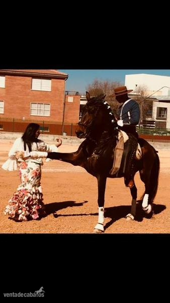 Yeguada Ortega, potros y caballos de calidad!!Albinos, Castaños,Negros, Alazanes,Tordos, Bayos, Perlas y Apaloosa - Potros Lusitano