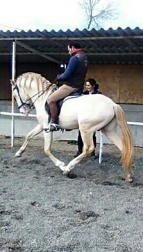 Yeguada Ortega, potros y caballos de calidad!!Albinos, Castaños,Negros, Alazanes,Tordos, Bayos, Perlas y Apaloosa - Lusitano