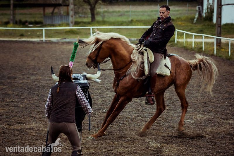 Yeguada Ortega, potros y caballos de calidad!!Albinos, Castaños,Negros, Alazanes,Tordos, Bayos, Perlas y Apaloosa - Potros